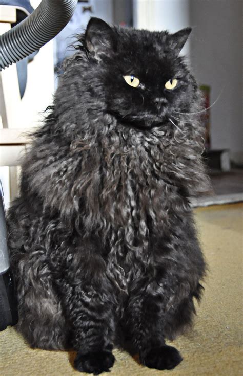 Black Furry Cat Breeds Pets Lovers