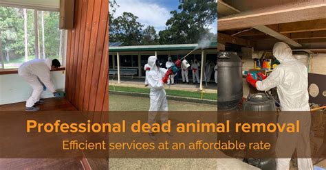 Dead Animal Removal Geelong Vic 3220 Alpha Pest Control