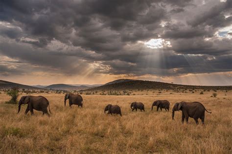 The Best Of Africas Science Scenery And Serenity Scientific American