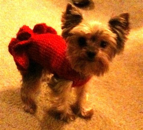 Knit Crochet Patterns For Dog Clothes Online Easy Crochet Patterns