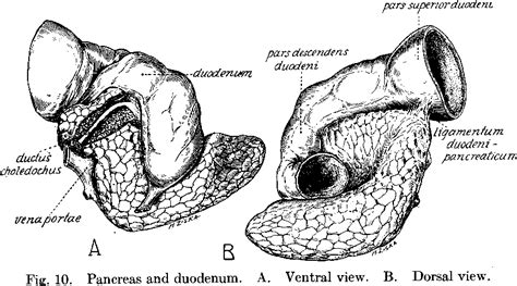 Figure 1 From On The Anatomy Of The Viscera Of The Giant Panda