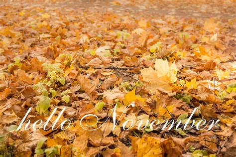 Hello November Greeting Card Autumn Leaves On The Cart Stock Image