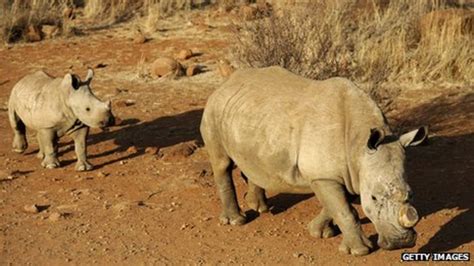 Rhino Poaching South Africa And Vietnam Sign Deal Bbc News