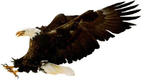 Tapi yang dilakukan rajawali ialah melayang dengan anggun membuka lebar lebar kedua sayapnya dan menggunakan kekuatan angin untuk foto burung rajawali keren. 24+ Gambar Kartun Burung Rajawali - Gambar Kartun Ku