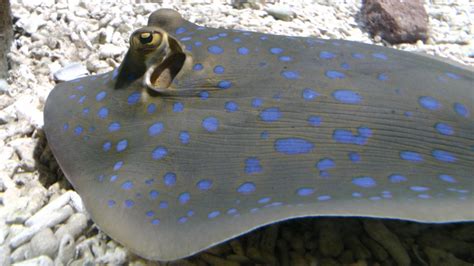 Blue Spotted Stingray Free Stock Photo Public Domain Pictures