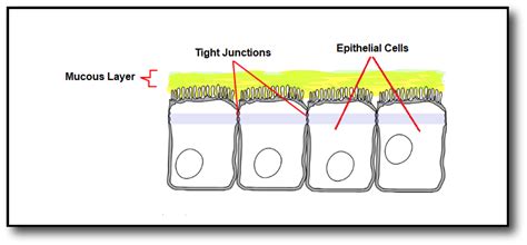 Tightjunctionsbetweenepithelialcells Dr Becky Fitness