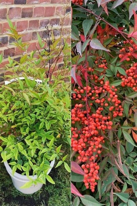 50 Different Types Of Shrubs And Bushes With Pictures And Care Guide