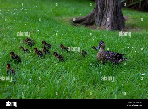 Baby Ducklings Walking With Mother Stock Photo Alamy