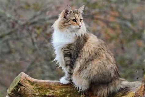 Norwegian Forest Cat Breeds Origin And Facts Catsfud