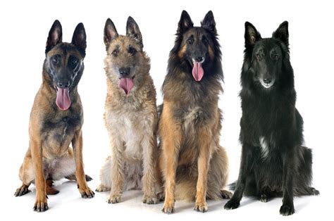 14,382 likes · 17 talking about this. Belgian Shepherd Breed Information, Characteristics ...