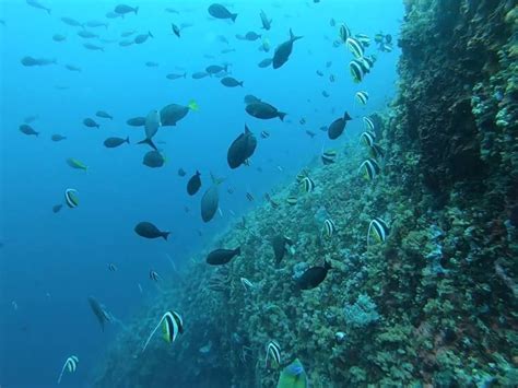 Apa Yang Harus Dilakukan Di Nusa Penida Nusa Penida