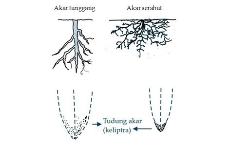 Dimana akar memiliki struktur dan beragam jenisnya. Gambar Akar Serabut Dan Akar Tunggang - Tempat Berbagi Gambar