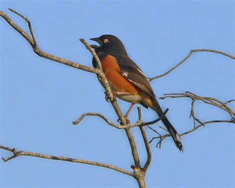 Eastern Towhee Photos Birdspix