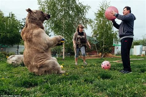 russian couple adopted an orphaned bear 23 years ago and they still live together
