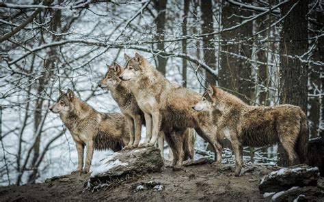 Four Sable Wolves Animals Wildlife Wolf Hd Wallpaper Wallpaper Flare