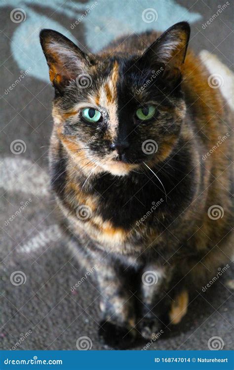 Tortoiseshell Cat With Lovely Green Eyes Stock Photo Image Of Female