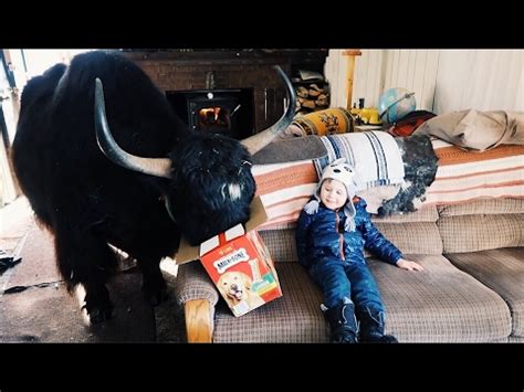 Pet Yak - Anna Blog
