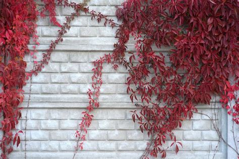 Brick Wall With A Climbing Plant With Red Leaves In Autumn Stock Image