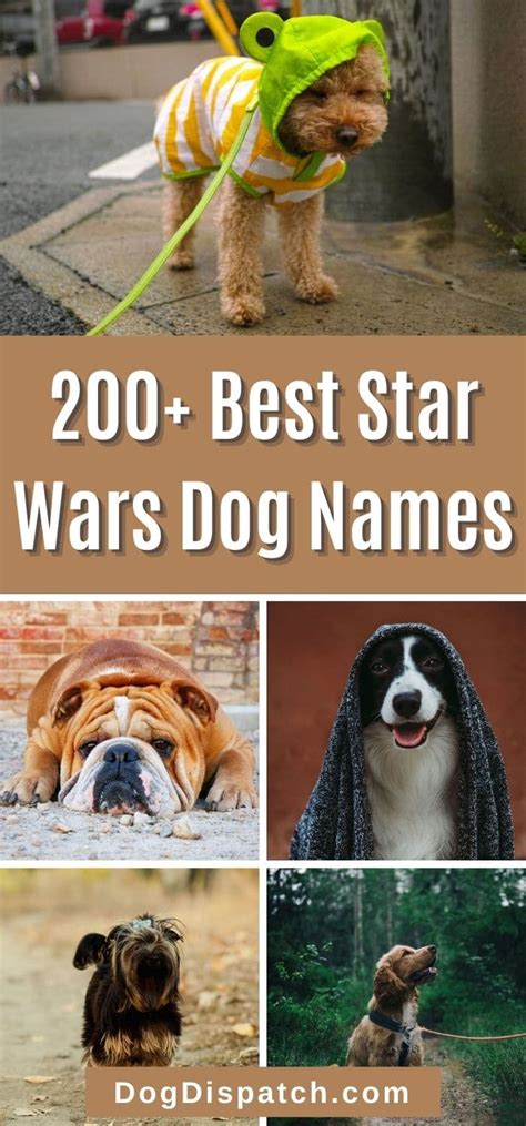 200 Best Star Wars Dog Names 2022 Updated Dog Dispatch