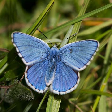 Adonis Blue Butterfly Identification Facts And Pictures