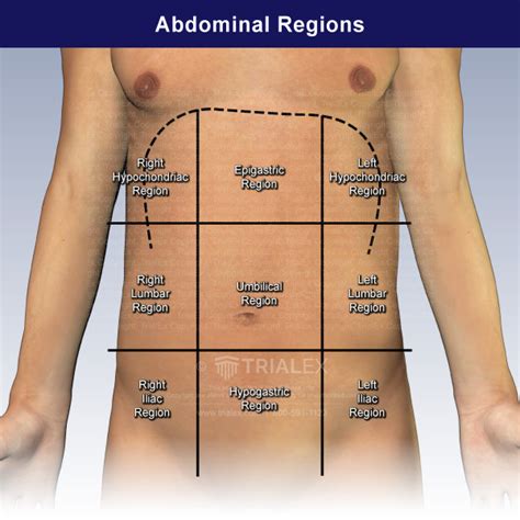 Abdominopelvic Regions
