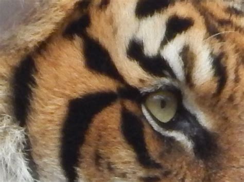 Tiger Eye Close Up By Telelprusco On Deviantart