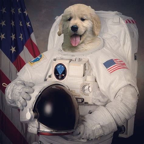 Lol Dog Astronaut Danny Devito Dogs Golden Retriever Golden