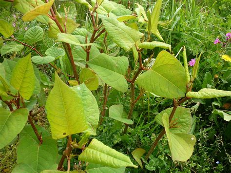 Une plante invasive difficile à déloger ! Renouée du Japon - Les Taxinomes