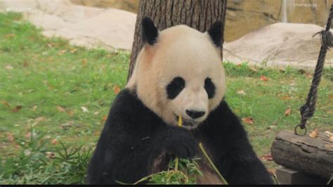Yes All Zoo Pandas In The Us Are Being Returned To China
