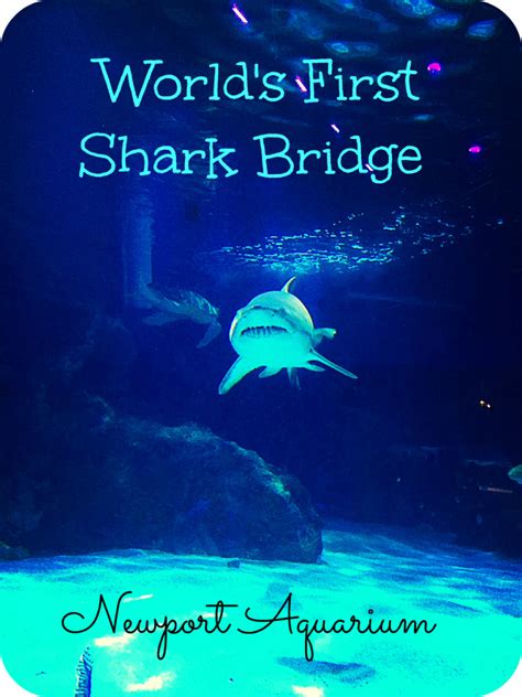 Visit The Worlds First And Only Shark Bridge Motherhood Support
