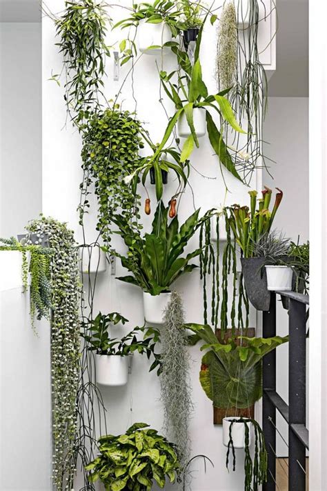 House Plants Bringing More Green Into Your Homes