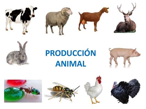 5 Producción Animal