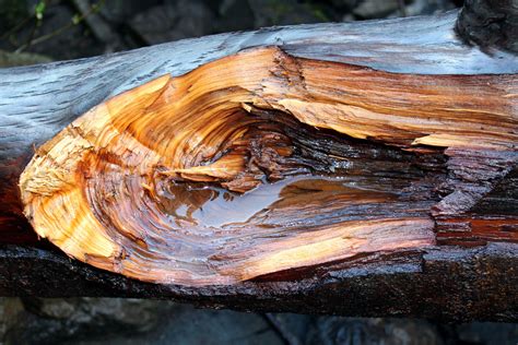 Cutaway Of A Log Free Stock Photo Public Domain Pictures