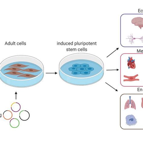 Induced Pluripotent Stem Cells Are Reprogrammed Adult Human Cells From