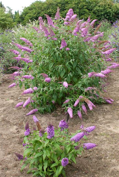 Planting Butterfly Bush Can You Plant A Butterfly Bush In The Fall