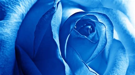 Blue Rose Wallpaper In 1600x900 Resolution