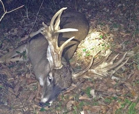 Pending Louisiana State Record Crossbow Buck Killed At Tensas National