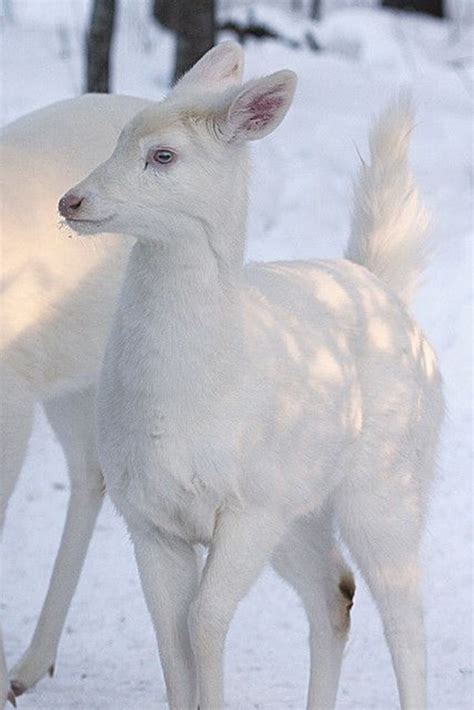 60 Beautiful Pictures Of Animal In The Snow