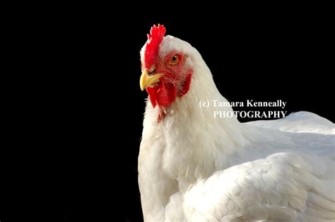 Broiler Chickens Tamara Kenneally Photography