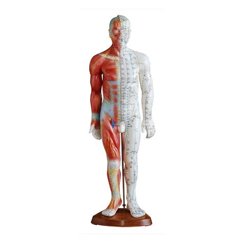 Anatomy Professional 55cm Medical Acupuncture Andmuscle Model China