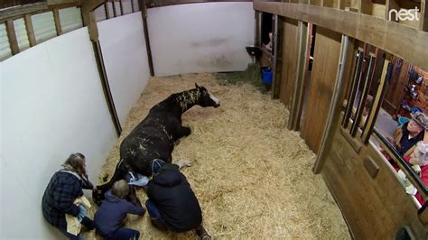 Horse Birthing Foal In 2 Minutes Youtube