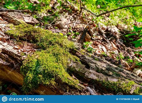 Green Moss Growing On Fallen Tree Trunk In Forest Stock Photo Image