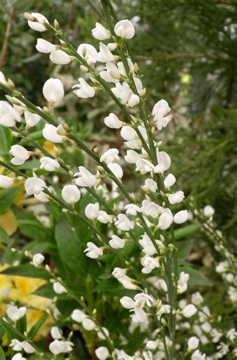 Wings of the fruit are often more spreading in the. White garden: The best plants to create a white border