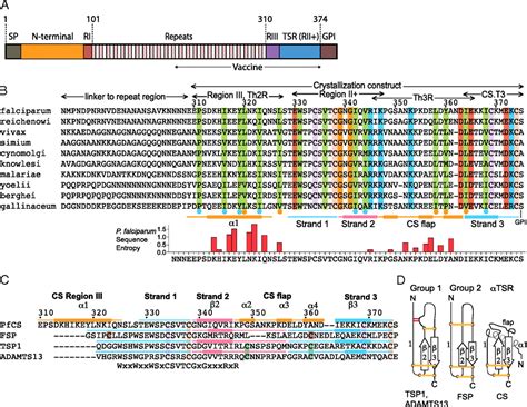 Unexpected Fold In The Circumsporozoite Protein Target Of Malaria