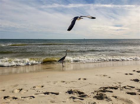 Marine Birds On The Alabama Gulf Coast Stock Photo Image Of Pier
