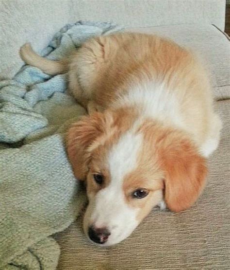 Golden Retriever And Australian Shepherd Mix Ellie Golden Retriever