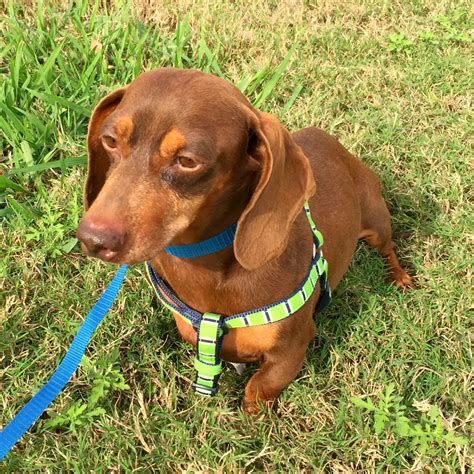 Dachshund dog for Adoption in Friendswood, TX. ADN-716445 ...