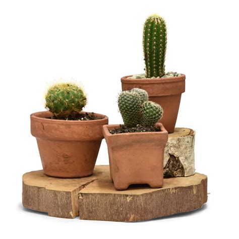Terracotta Cacti