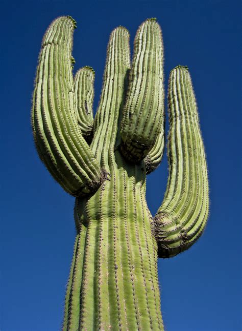 Saguaro Cactus Close Up A Closer View Of A Huge Saguaro Ca Flickr
