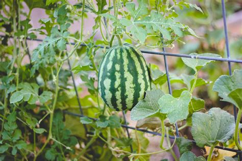 When To Harvest A Ripe Watermelon Weed Em And Reap
